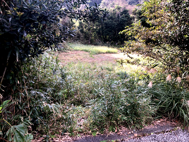 三根_柿の木坂2